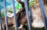 В Хабаровском крае начнут развивать оленеводческие потребительские кооперативы